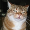 Portrait peu flatteur pour me venger .