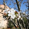 PRINTEMPS