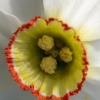 Cœur d'un narcisse