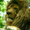 Le roi des animaux
