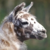 Le lama