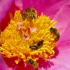 Bain de pollen