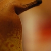 poire