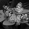 Papillons, 2007