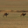 Chameaux dans le désert de Gobi