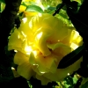 Roses de La Chatonnière (2)