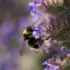 L'abeille (1)