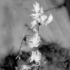 Givre
