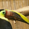 Le toucan