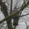 Oiseaux du jardin en hiver (2)