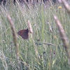 Papillon 2