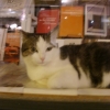 Combien pour ce chat, alors ?