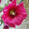 Fleurs de......