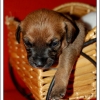 les petits jack russell