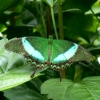 Jolis papillons (1)