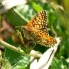 le papillon