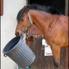 un poney un peu special !