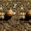 Les escargots