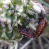 les amoureux