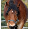 poney en folie