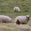 Moutons dans la lande