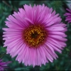 fleur