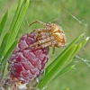 La peureuse