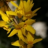 Forsythia en fleurs