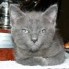 Chaton portrait