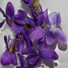 Premières violettes