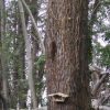 mon ami tac