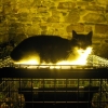 Chat 1