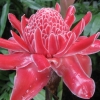 Exotic flower, Singapore Botanic Gardens,...