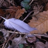 Feather lying in a bed of leaves, around...