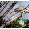 Moineau