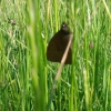 Papillon 3