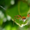 Arianella cucurbitina