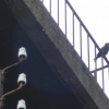Cris d'oiseaux