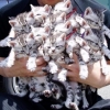 Chatons