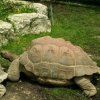 La tortue géante des Galapagos (1)