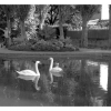 Les cygnes