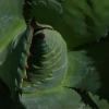Agave