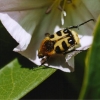un insecte