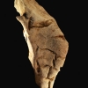 Tête d'un Humain de Neandertal avec le crâne...