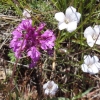 fleur des causses : orchis pyramidal