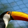 Le toucan (3)