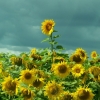 Les tournesols