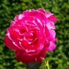 La belle d'Ussé