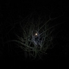 Dans les branches