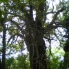 grand chene